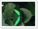 Schmetterling Schmetterling
