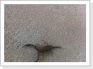 Skorpion Skorpion